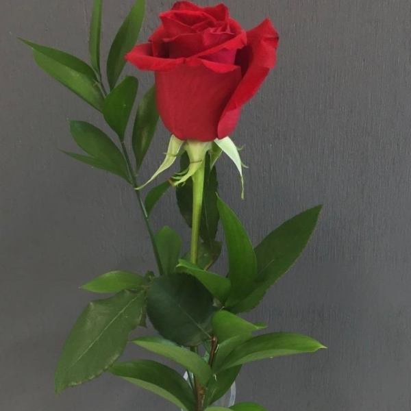 One & Only Rose