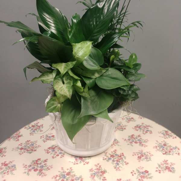 Potted green foliage arrangement in a white ceramic container