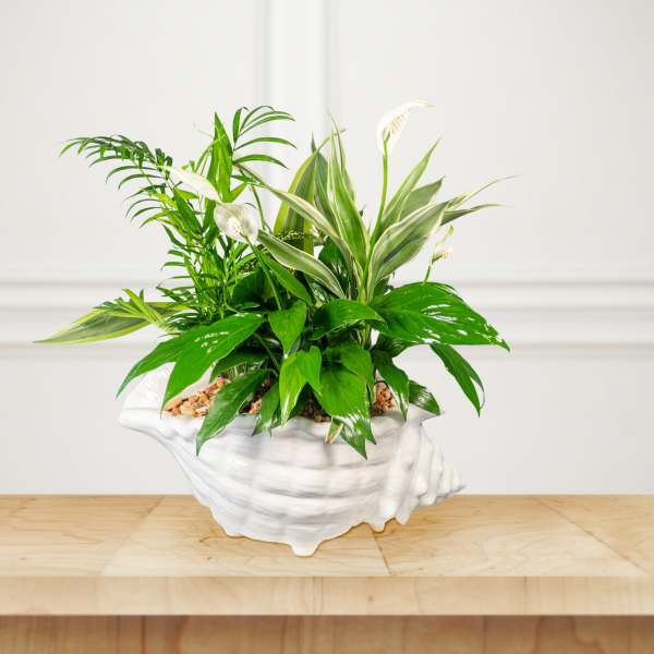 A green potted plant arrangement in a white shell-shaped planter