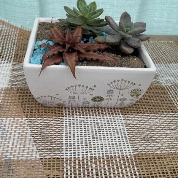SUCCULENT PLANTER-$35
