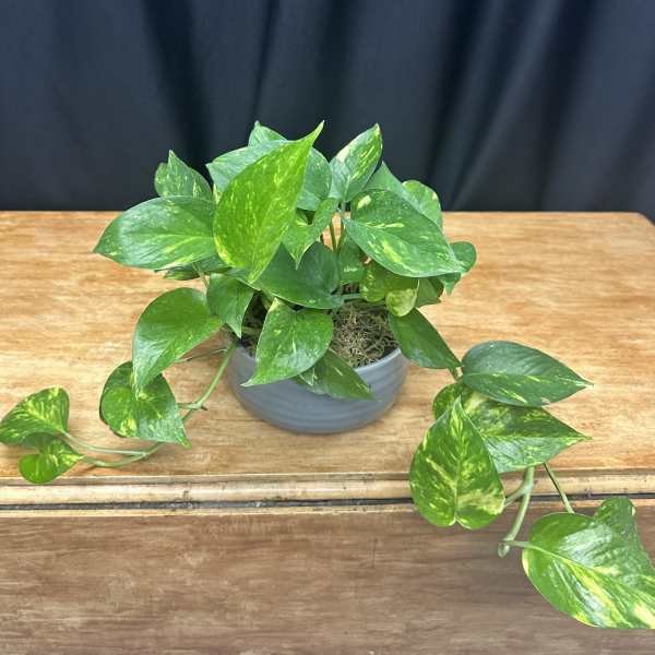 Potted pothos plant with trailing variegated green leaves