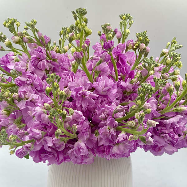 Pink stock flowers in a ribbed white vase