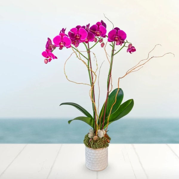 Pink orchid arrangement in a white patterned pot
