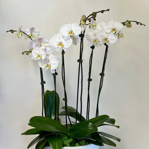 White orchids in a white bowl planter