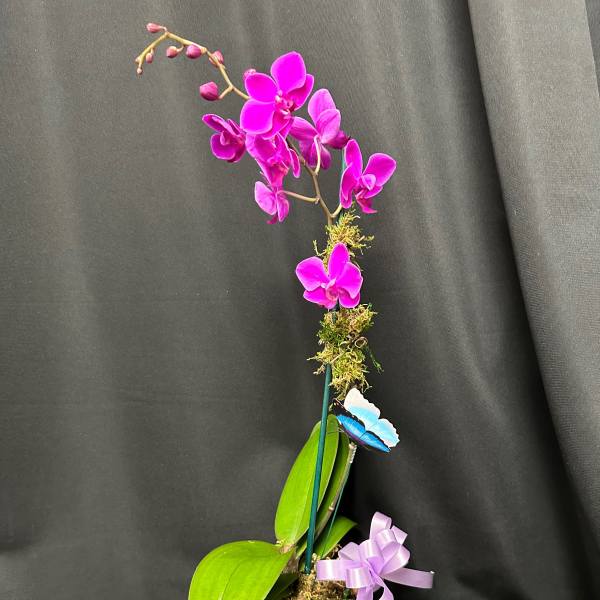 Pink orchid plant in a glass cube vase with a lavender ribbon