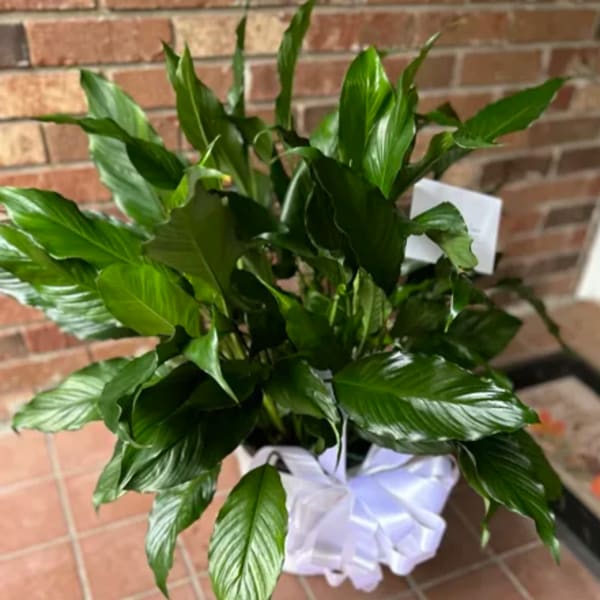 A potted green plant with glossy leaves and a white ribbon bow