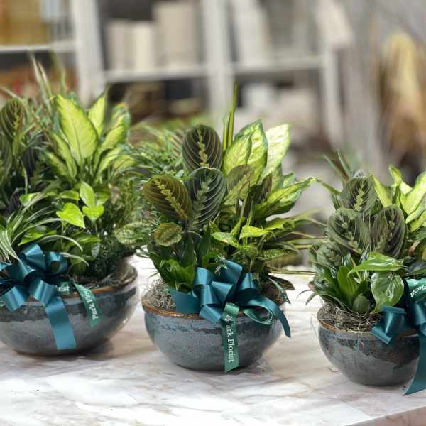 Three low ceramic planters filled with assorted green houseplants and teal ribbon bows.