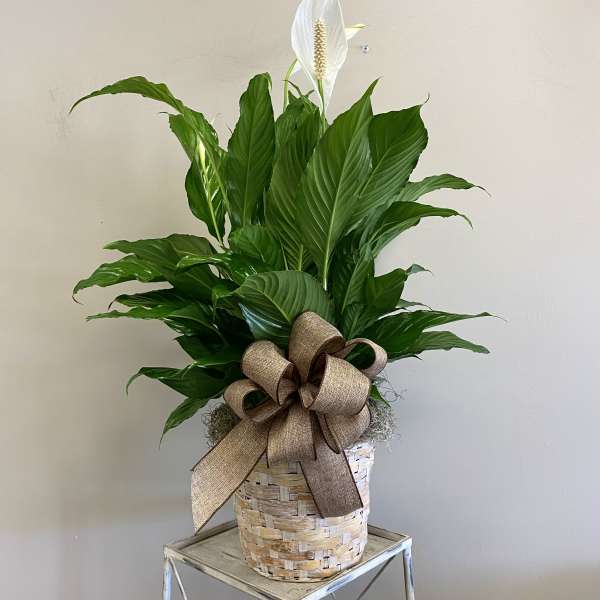 Tall peace lily plant with a white bloom in a woven basket with a large brown bow.