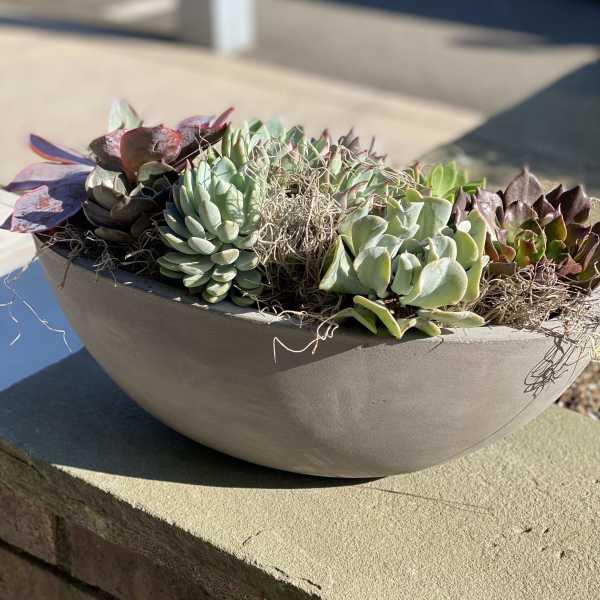 Shallow bowl planter filled with assorted succulents