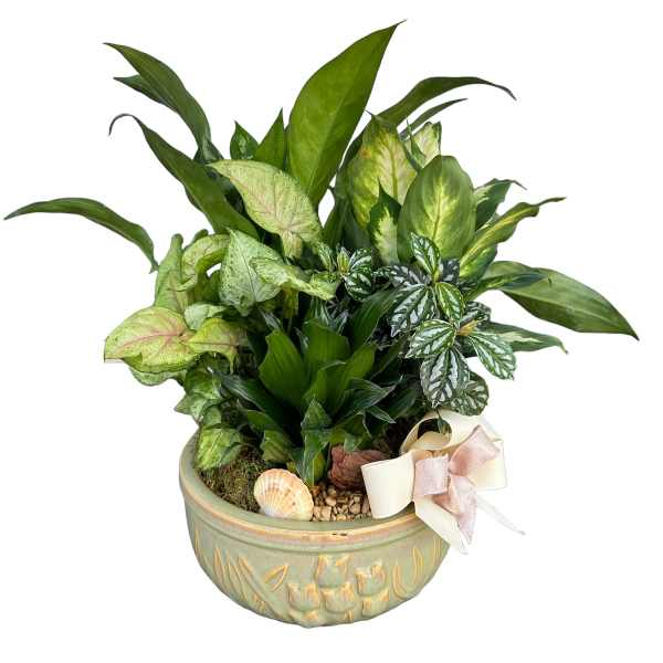Mixed green houseplants in a decorative ceramic bowl with a ribbon