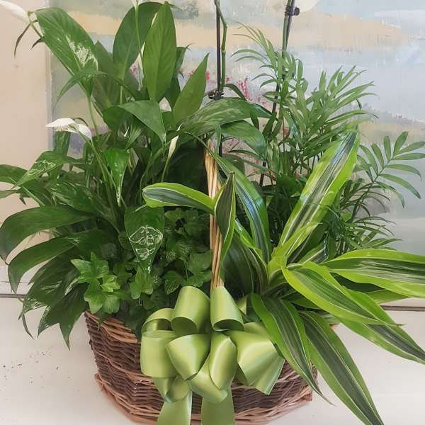 Basket arrangement with white orchids and assorted green plants