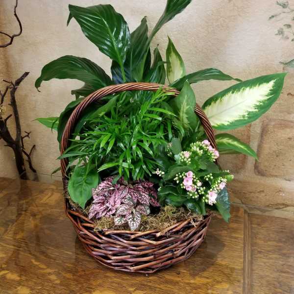 Mixed potted plants arranged in a wicker basket with small pink blooms