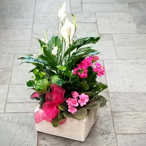 Potted arrangement with white peace lilies and pink flowering plants in a square container