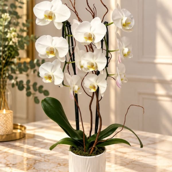 White orchid plant in a white pot on a table