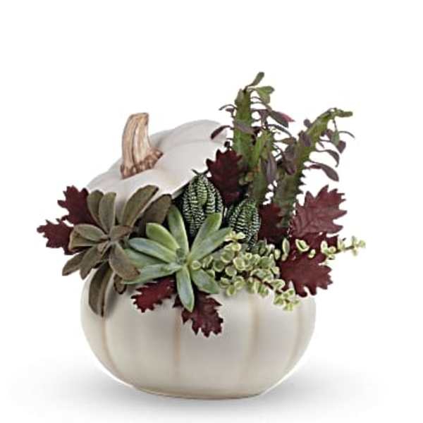Succulent arrangement in a white pumpkin-shaped container