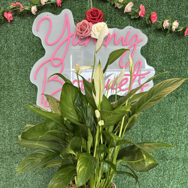 Potted peace lily in a white textured pot with pink roses on a green backdrop