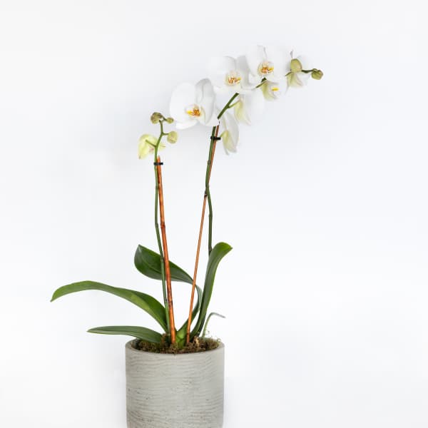 White orchid plant in a gray ceramic pot