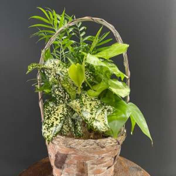 Basket of assorted green houseplants with a woven handle