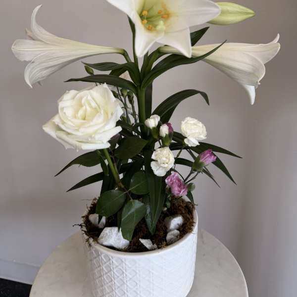 Easter Lily Plant