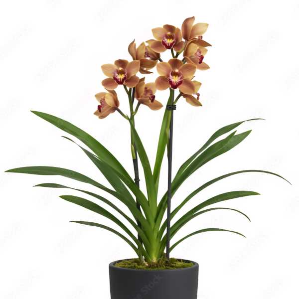 Dendrobium two tone