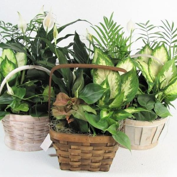 Three baskets of green houseplants with white blooms