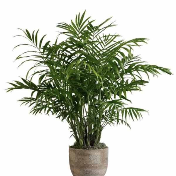 Palm Plant