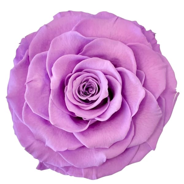 Single lavender rose bloom on a white background