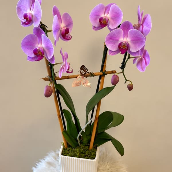 Pink orchid plant in a white square pot with decorative butterfly accents
