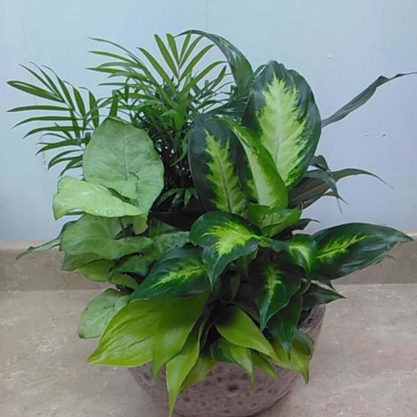 Potted tropical foliage plant with variegated green leaves