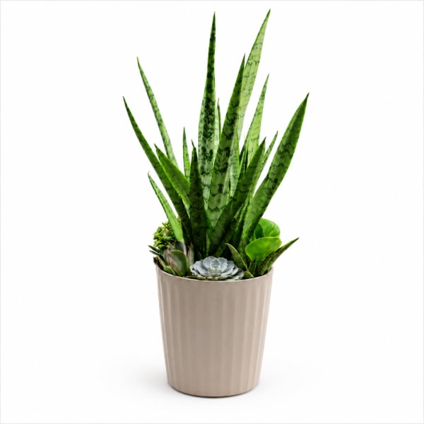 Potted succulent arrangement with tall snake plant leaves