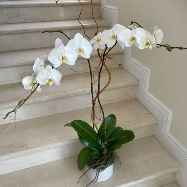 White phalaenopsis orchid plant with arching blooms in a white pot on marble stairs