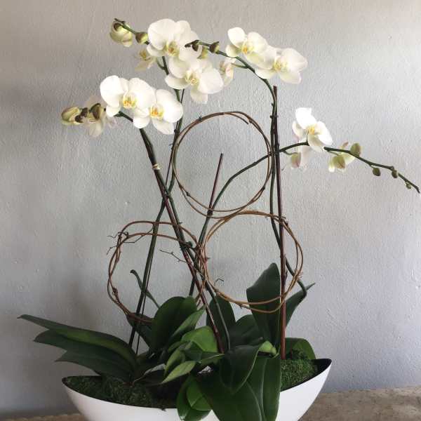 White orchids arranged in a white bowl planter with decorative twigs