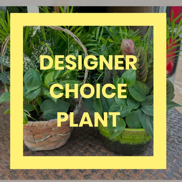 Assorted green potted plants in a basket and ceramic pot with yellow frame and text overlay.