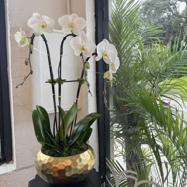 White orchids in a gold textured pot by a window