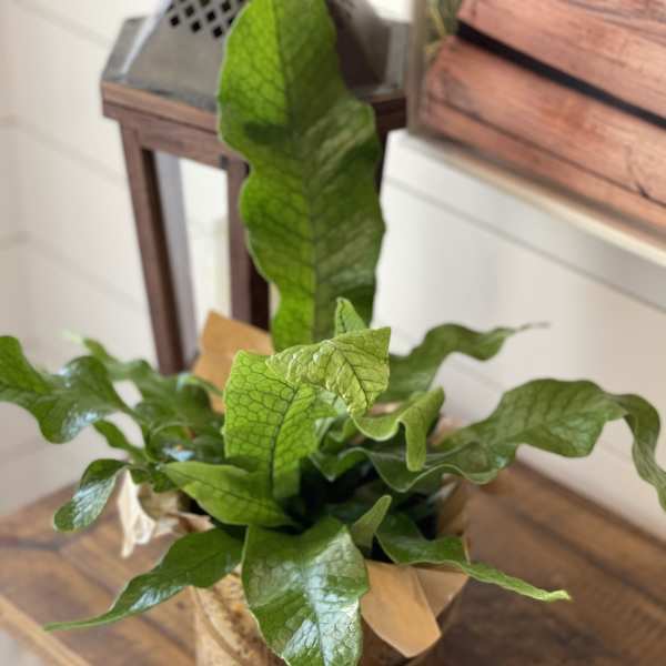 Potted green fern plant in a round container