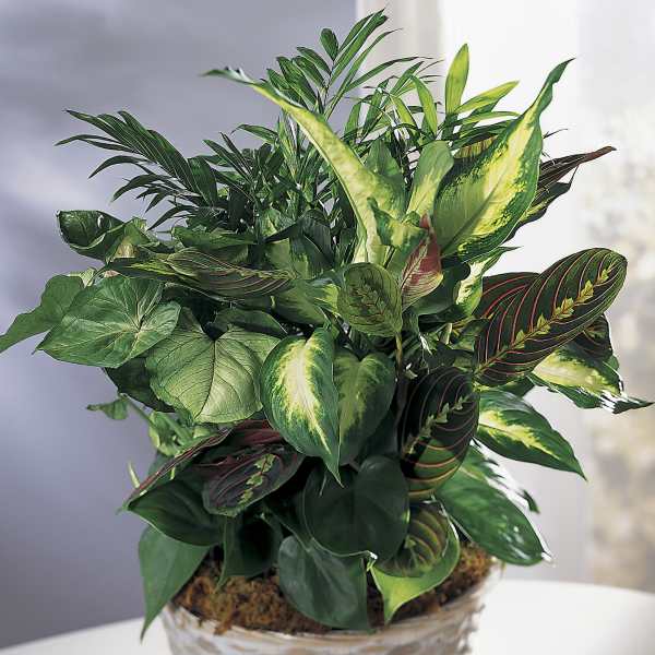 Potted arrangement of assorted green houseplants in a glass bowl