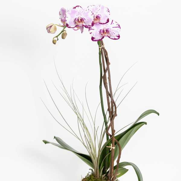 Lavender Love Orchid