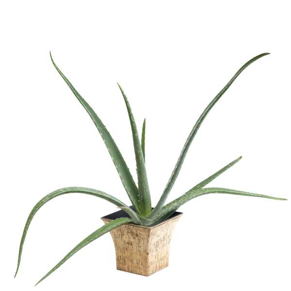 Potted aloe plant in a square decorative container