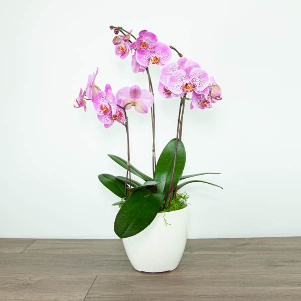 Pink orchids in a white pot with broad green leaves