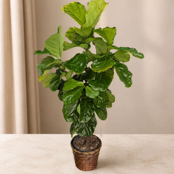 Potted fiddle leaf fig plant in a woven basket