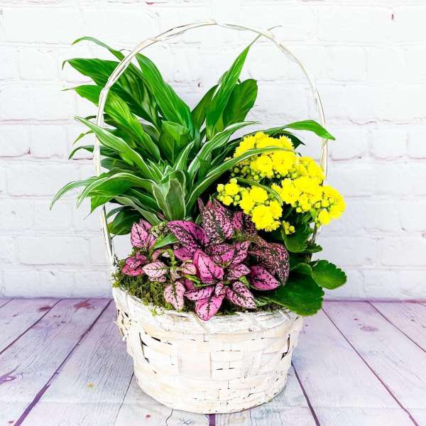 Basket of green plants with yellow and pink flowering plants