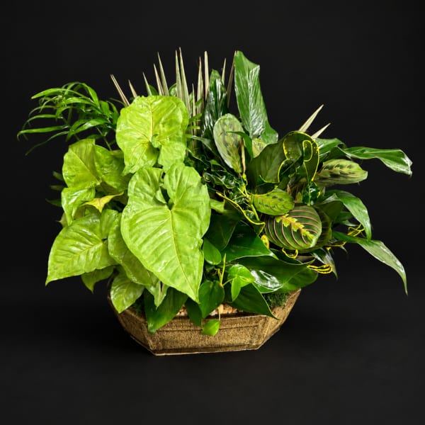 Lush green plant arrangement in a woven basket on a black background