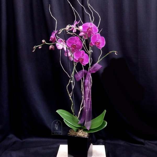 Purple orchid arrangement in a black square pot with a ribbon