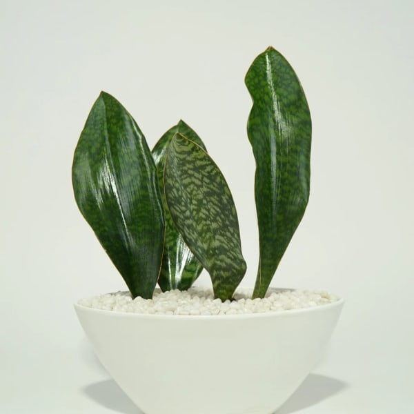 Potted snake plant in a white bowl planter with white pebbles