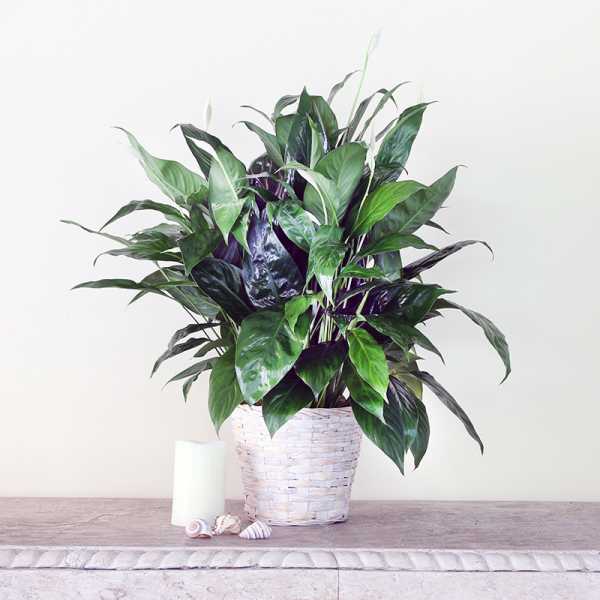 Potted peace lily in a white woven basket with a candle and seashells