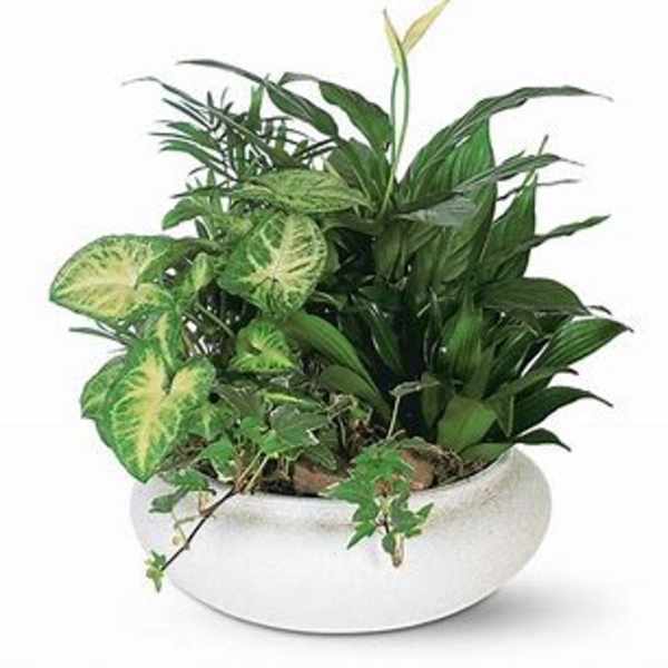 Mixed green houseplants in a white bowl planter