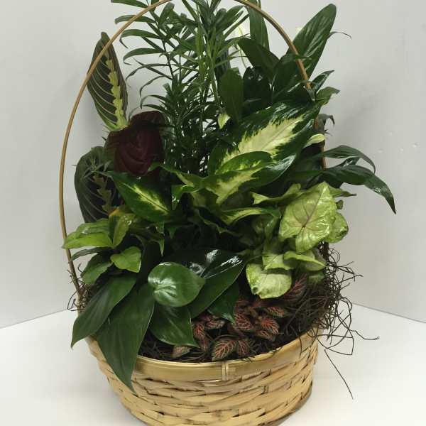 Basket of assorted green houseplants with a decorative handle