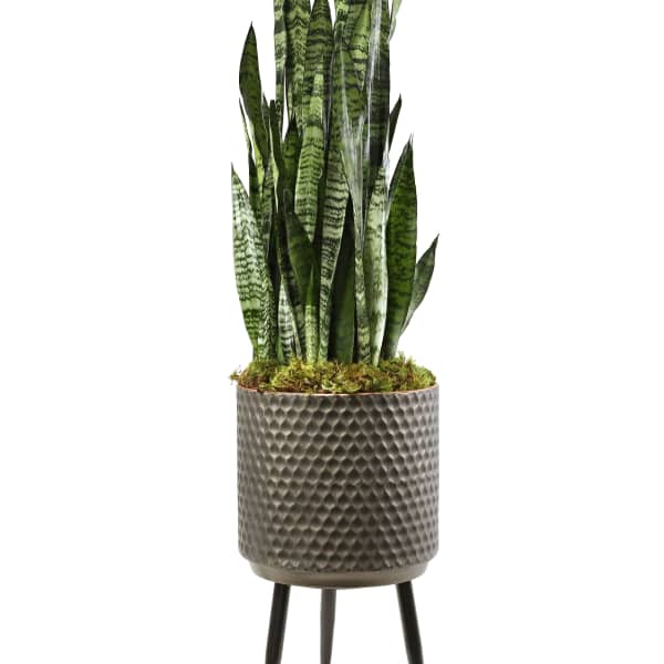 Tall snake plant in a textured metal planter on a stand