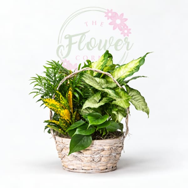 Basket of assorted green houseplants with variegated leaves