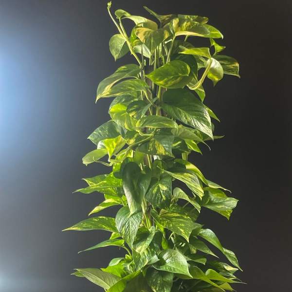 Tall leafy green houseplant in a woven basket-style pot against a dark background.